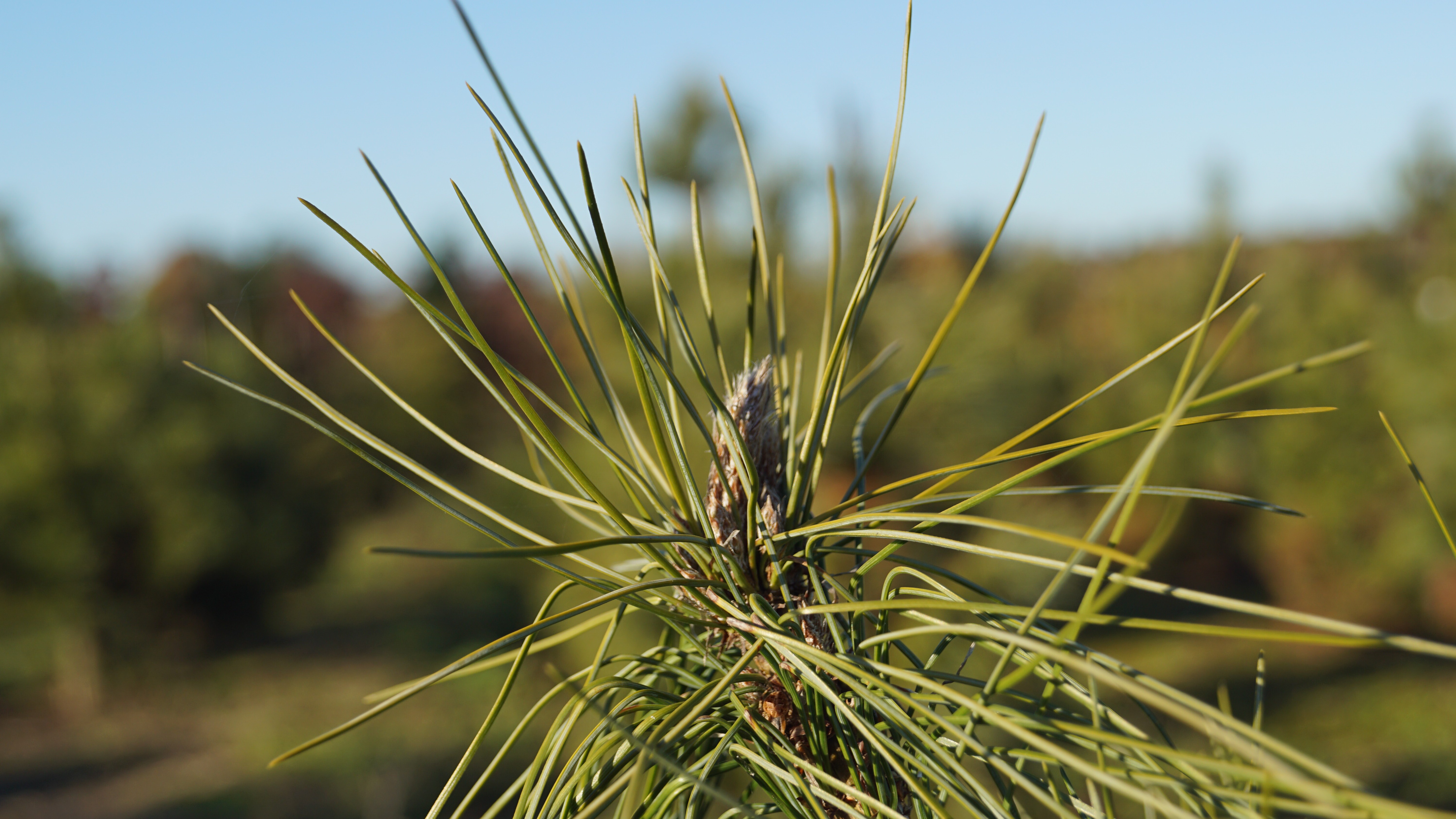 Pinus peuce (6)